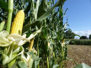 Au-delà de la filière riz qui a connu une croissance remarquable ces trois dernières années, d'autres secteurs agricoles affichent également des performances impressionnantes. Parmi eux, la filière maïs se distingue par une progression significative. 