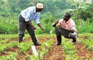 Le programme Smallholder Safety Net Upscaling (SSNUP) ouvre un nouvel appel à projets destiné à soutenir les petits exploitants agricoles en Afrique, en Asie et en Amérique latine. L’initiative vise à améliorer la productivité et la résilience des agriculteurs en encourageant des pratiques agricoles durables et adaptées aux défis climatiques.