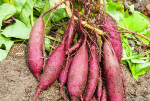 Longtemps considérée comme une culture de subsistance, la patate douce s’impose aujourd’hui comme une filière stratégique au Bénin