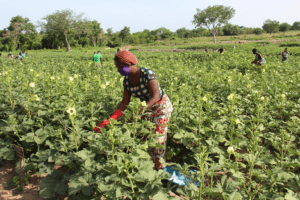 Entre la qualité des sols, la gestion des nuisibles, le choix des variétés et la fertilité des sols, la production du gombo au Bénin est confrontée à de nombreux défis