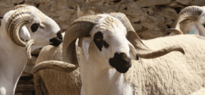Depuis plusieurs années, le Maroc fait face à une sécheresse persistante qui impacte durement son secteur agricole, notamment l’élevage. Pour pallier la baisse de production nationale et assurer l’approvisionnement du marché en viande rouge, le Royaume multiplie les sources d’importation