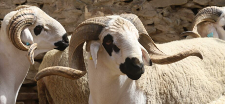 Depuis plusieurs années, le Maroc fait face à une sécheresse persistante qui impacte durement son secteur agricole, notamment l’élevage. Pour pallier la baisse de production nationale et assurer l’approvisionnement du marché en viande rouge, le Royaume multiplie les sources d’importation