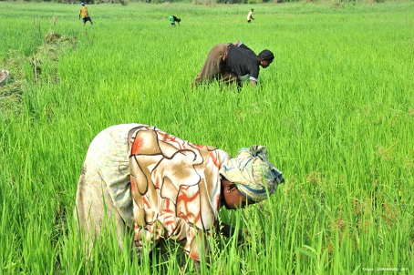 Le secteur agricole béninois affiche des performances remarquables dans plusieurs filières, notamment dans la filière riz.