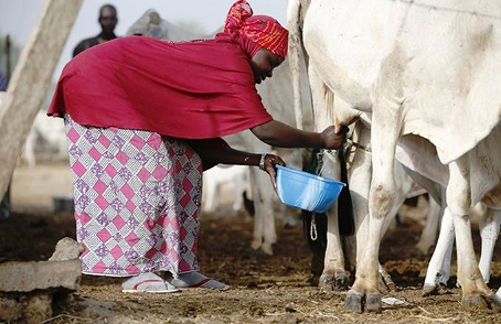Le secteur agroalimentaire béninois a enregistré des performances encourageantes, avec une croissance significative dans la production de lait et de viande au cours des dernières années.