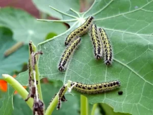 LUTTE CONTRE LES RAVAGEURS ET MALADIES DES PLANTES