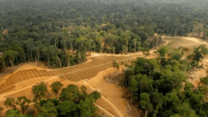 Au Nigeria, la FAO lance un projet ambitieux de restauration de 18 800 hectares de terres agricoles pour renforcer la culture du cacao et du palmier à huile.