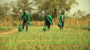L’agriculture est au cœur du développement économique et social dans de nombreux pays, notamment en Afrique. 