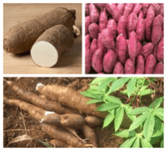 CAMPAGNE AGRICOLE 2025-2026