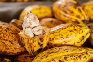 Cotonou accueille le Festival International du Thé, Café et Cacao du 25 au 27 avril 2025
