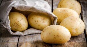 production de pommes de terre