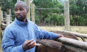L'utilisation des médicaments vétérinaires sans prescription est devenue une pratique courante dans de nombreuses exploitations agricoles. Si elle semble offrir une solution rapide aux maladies animales, cette habitude expose les animaux à des risques sanitaires accrus et menace la santé des consommateurs.