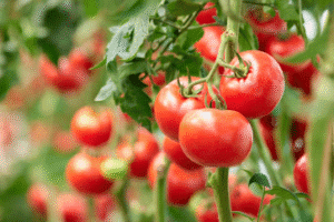 En avril 2025, la soudure alimentaire a relancé la hausse des prix de plusieurs produits agricoles sur les marchés béninois. Mais, dans ce contexte d'inflation globale, le marché révèle un contraste marquant entre la flambée des prix de la tomate fraîche et la baisse enregistrée pour le piment sec.