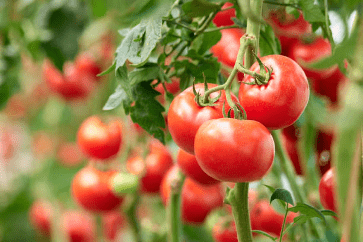 En avril 2025, la soudure alimentaire a relancé la hausse des prix de plusieurs produits agricoles sur les marchés béninois. Mais, dans ce contexte d'inflation globale, le marché révèle un contraste marquant entre la flambée des prix de la tomate fraîche et la baisse enregistrée pour le piment sec.