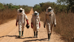 Dans le centre et le nord du Bénin, la production de miel écoresponsable permet à 560 apiculteurs de générer des revenus tout en freinant la déforestation et les feux de brousse. Derrière chaque goutte dorée, se cache une lutte silencieuse pour la nature et pour un avenir durable.