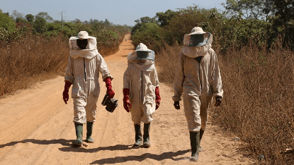 Dans le centre et le nord du Bénin, la production de miel écoresponsable permet à 560 apiculteurs de générer des revenus tout en freinant la déforestation et les feux de brousse. Derrière chaque goutte dorée, se cache une lutte silencieuse pour la nature et pour un avenir durable.