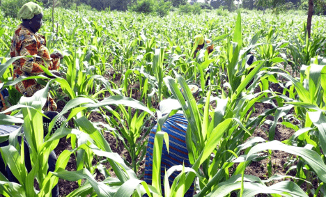 Pluies précoces. C'est ce que relève Météo Bénin. Les premières pluies enregistrées dans le Borgou augurent d’une saison de pluies précoces. Depuis la mi-mai, le nord du Bénin est marqué par des pluies brèves mais intenses. Selon les informations de Météo Bénin, cette tendance annonce une saison pluvieuse précoce, incitant ainsi les producteurs à retourner rapidement dans les champs afin de ne pas être pris au dépourvu.