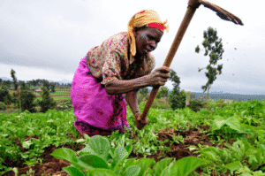 Reçu sur Dialogues FM, le Directeur des Programmes de l'Agence Territoriale de Développement Agricole, Pôle 2 (ATDA 2), Mouyidini Radji, a détaillé les nouvelles mesures de subvention pour les engrais agricoles. Lors de son intervention à la radio Dialogues FM, il a détaillé ce programme stratégique qui vise à atténuer les effets des crises exogènes et à dynamiser les filières agricoles du pôle 2.