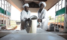 Un atelier régional s’est ouvert le 11 juin à Lomé dans le cadre du Programme Régional d’Appui aux Organisations Professionnelles et Paysannes Agricoles (PRAOP-3). Initié par la CEDEAO à travers l’ARAA, cet événement vise à favoriser l’insertion des jeunes dans la filière lait en Afrique de l’Ouest, avec l’ambition de créer 17 500 emplois décents.