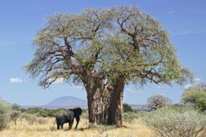Douze espèces d'arbres à usages multiples (EAP) fortement menacées par le changement climatique au Bénin 