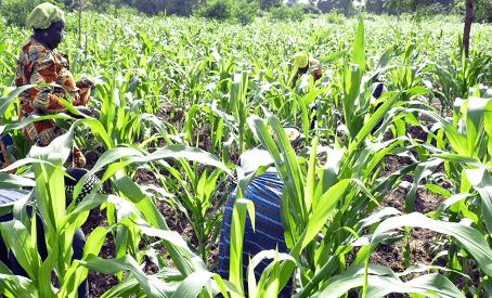 est-on après deux mois ? Lancée le 11 avril 2025 à Dassa-Zoumè, la campagne agricole 2025-2026 du Bénin s’annonce pleine de promesses.