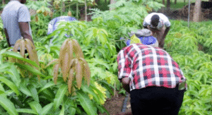 Le vendredi 16 mai 2025, la pépinière Terre Verte, située à Natitingou, a accueilli la première mission officielle d’inspection et de certification des plants de manguiers. C'est une étape décisive franchie pour la filière mangue au Bénin portée par l’Agence Territoriale de Développement Agricole (ATDA 5).