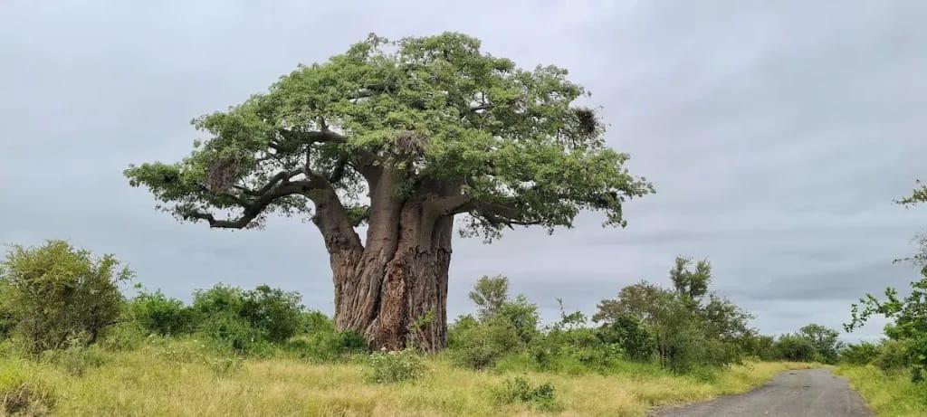 Au Bénin, plusieurs espèces d'arbres sont menacées de disparition. Et ce, à cause des effets néfastes du changement climatique, selon une récente étude publiée dans la revue Elsevier.