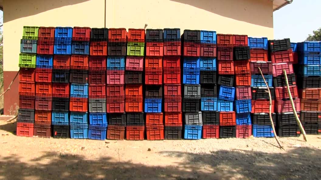 Au Bénin, la filière mangue joue un rôle essentiel dans l’économie agricole, en générant des revenus pour de nombreux producteurs et en contribuant à l’activité économique locale. Malgré ce potentiel, la filière est confrontée à plusieurs défis majeurs : récolte inappropriée, pertes post-récolte, insuffisance d’emballages adaptés, routes dégradées et faiblesses logistiques. Face à ces contraintes, les producteurs peinent à valoriser pleinement leur production.