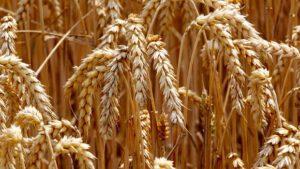 Autrefois moins consommé, le blé occupe désormais une place importante dans les habitudes alimentaires de la région, derrière le maïs et le riz