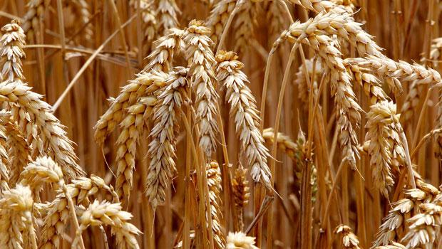 Autrefois moins consommé, le blé occupe désormais une place importante dans les habitudes alimentaires de la région, derrière le maïs et le riz