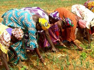 Au Bénin les filières agricoles occupent une place stratégique dans l’économie nationale.