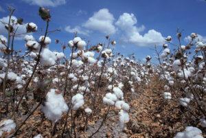 Après un sursaut encourageant lors de la campagne 2023/2024, la production cotonnière dans l’espace CFA connaît une nouvelle baisse significative. Irrégularités climatiques, ravageurs et pertes de rendement assombrissent les perspectives, malgré les performances remarquées du Bénin et du Sénégal.