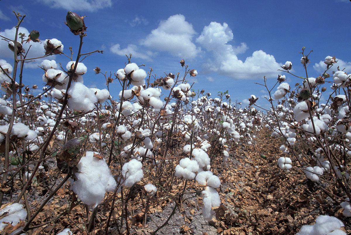 Après un sursaut encourageant lors de la campagne 2023/2024, la production cotonnière dans l’espace CFA connaît une nouvelle baisse significative. Irrégularités climatiques, ravageurs et pertes de rendement assombrissent les perspectives, malgré les performances remarquées du Bénin et du Sénégal.