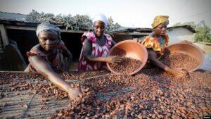La Côte d’Ivoire, premier producteur mondial de cacao, continue de miser sur sa stratégie de ventes anticipées pour sécuriser ses revenus et garantir un certain équilibre sur le marché international. 