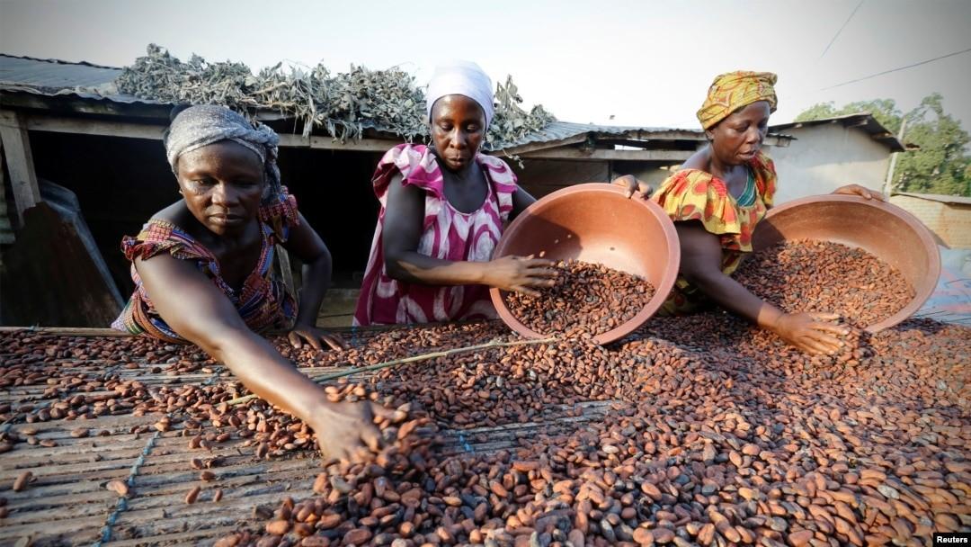 La Côte d’Ivoire, premier producteur mondial de cacao, continue de miser sur sa stratégie de ventes anticipées pour sécuriser ses revenus et garantir un certain équilibre sur le marché international.