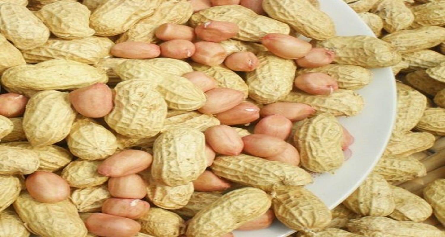 La filière arachide au Bénin connaît en 2025 une ascension remarquable. Pour la campagne agricole 2024-2025, le pays devient le premier producteur d’arachides de l’UEMOA, devançant le Niger, le Sénégal et le Mali