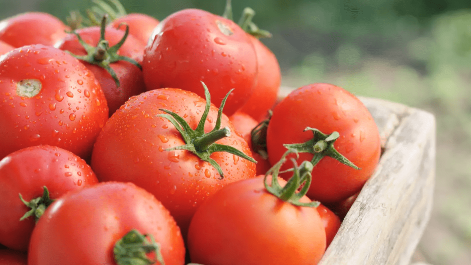 Depuis mai 2025, les consommateurs béninois font face à une inflation inquiétante du prix de la tomate fraîche. Sur tous les marchés, du nord au sud du pays, ce condiment de base prisé dans les ménages devient de plus en plus difficile d’accès
