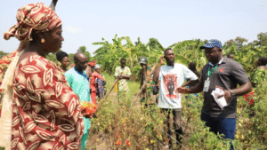 À N’Dali, dans le nord du Bénin, un vent de renouveau souffle sur les exploitations agricoles. À l’origine de cette dynamique, le programme ACMA3 (Approche Communautaire du Marché Agricole – Phase 3), financé par l’Ambassade du Royaume des Pays-Bas et mis en œuvre par l’IFDC, CARE Bénin-Togo et le KIT.