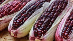 Produit rare, bon pour la santé et très recherché, le maïs violet est cultivé par des agriculteurs béninois engagés. Malgré ses avantages, cette culture manque encore de soutien