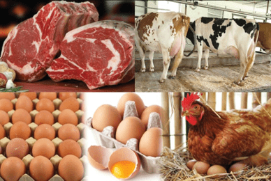 Avec l’ambition claire du gouvernement d’atteindre 27 200 tonnes de production nationale d’ici fin 2025, la filière œuf de consommation s’inscrit comme un pilier de la sécurité alimentaire