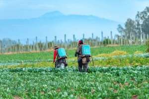 Dans un communiqué officiel en date du 3 juillet 2025, le Ministre de l’Agriculture, de l’Élevage et de la Pêche, Gaston C. Dossouhoui, a formellement interdit aux structures techniques publiques d’offrir des prestations phytosanitaires à titre onéreux