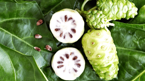 Alors que l’agriculture locale est en quête de cultures durables, économiques et résistantes, le noni se révèle être une plante aux nombreux avantages.