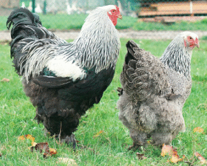 Facilement reconnaissable, la poule Brahma est l’une des vedettes de la basse-cour. Surnommée la poule pantalonnée en raison de ses pattes abondamment plumées, elle impressionne autant par sa taille que par son allure. 
