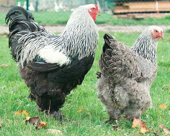 Facilement reconnaissable, la poule Brahma est l’une des vedettes de la basse-cour. Surnommée la poule pantalonnée en raison de ses pattes abondamment plumées, elle impressionne autant par sa taille que par son allure.