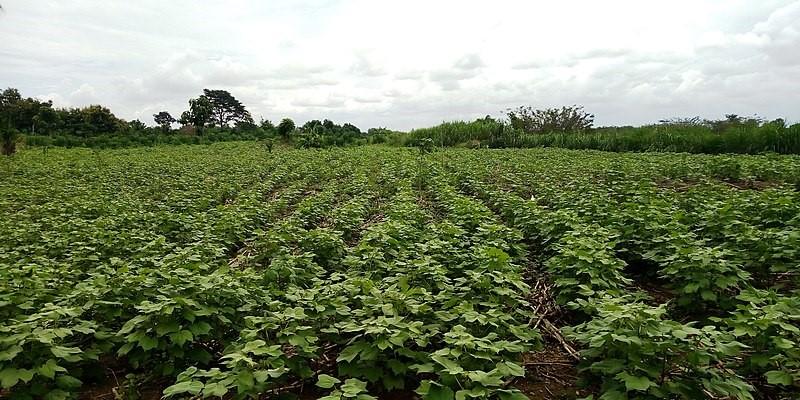 La commune de Banikoara poursuit sur sa lancée et confirme sa première place dans la production cotonnière au niveau national.