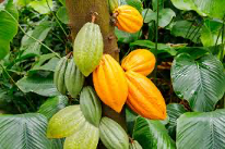 Le prix du cacao au Ghana pour la campagne 2025/2026 provoque une contestation inédite. 