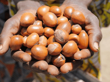 La campagne de commercialisation de karité a été officiellement lancée le mercredi 13 août 2025 dernier et se clôturera le dimanche 31 mai 2026, à travers un communiqué conjoint du Ministère de l'Agriculture, de l'Élevage et de la Pêche (MAEP) et du Ministère de l'Industrie et du Commerce (MIC).
