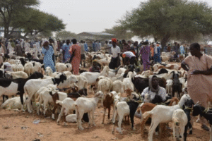 Au Bénin, l’élevage et la commercialisation des ruminants occupent une place centrale dans l’économie rurale.