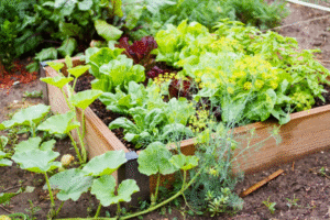 Face aux bouleversements climatiques et à la dégradation des sols, la permaculture s’impose comme une alternative agricole durable. Inspirée de la nature, elle propose des solutions concrètes pour produire tout en préservant l’environnement.