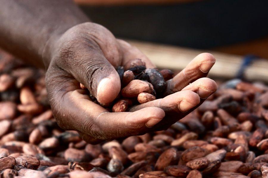 ‎Le Ghana revalorise le prix du cacao à la production de 63 % pour la campagne 2025/2026. Cette nouvelle décision est mise en marche  à partir du 7 Août 2025.