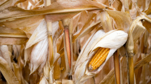 La Commission européenne annonce pour 2025 une réduction des rendements du maïs grain et du tournesol